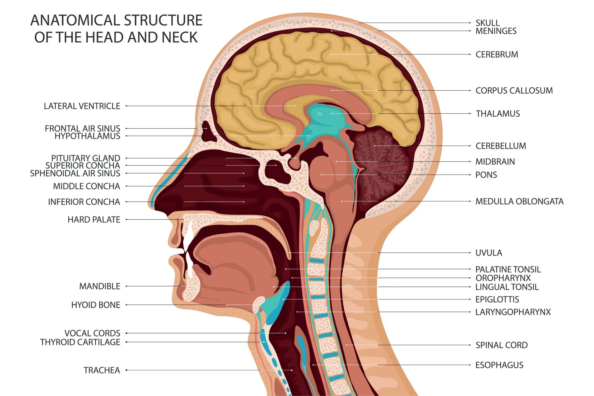 image of the anatomical connection between the neck and head to show how it connects to brain function
