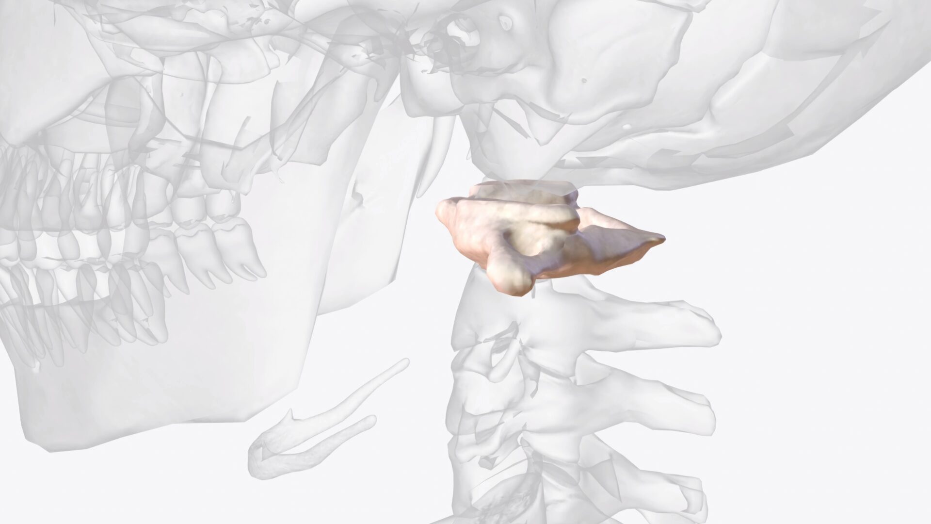 Gentle NUCCA Chiropractic in Seattle: No Cracking, No Popping 5 NUCCA atlas bone