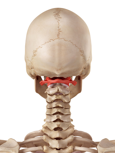 Atlas bone upper cervical 1