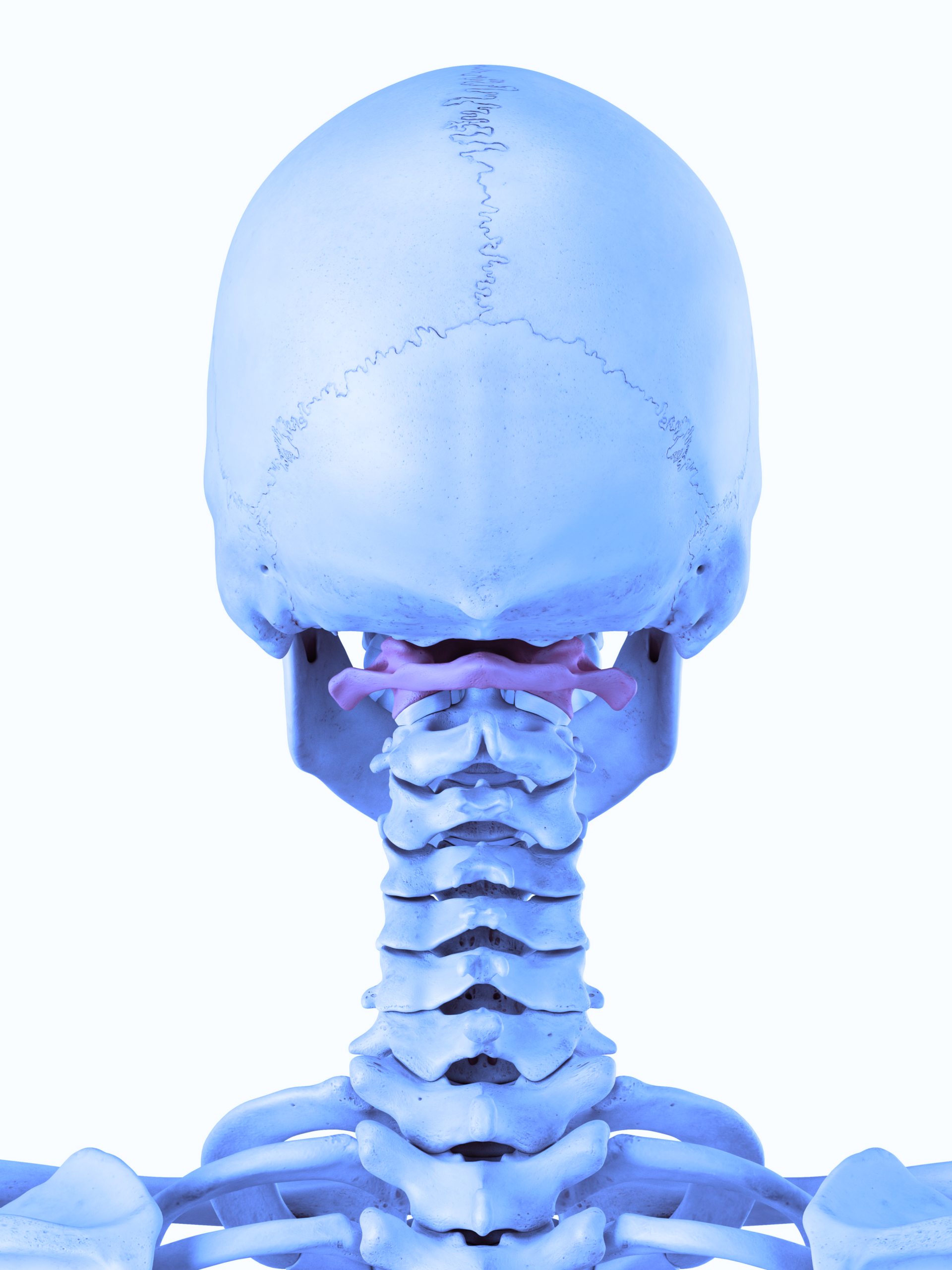 Atlas bone upper cervicals scaled