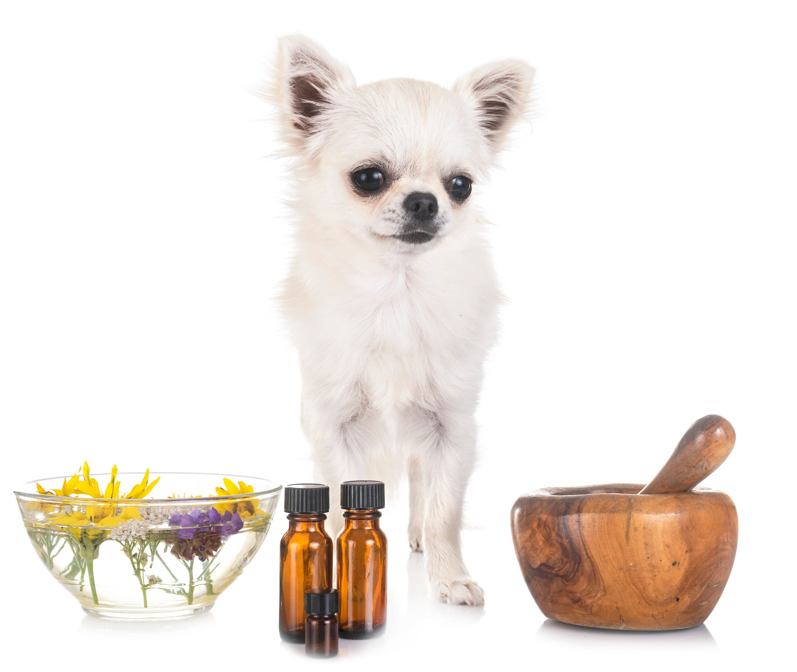 Holistic Chihuahua